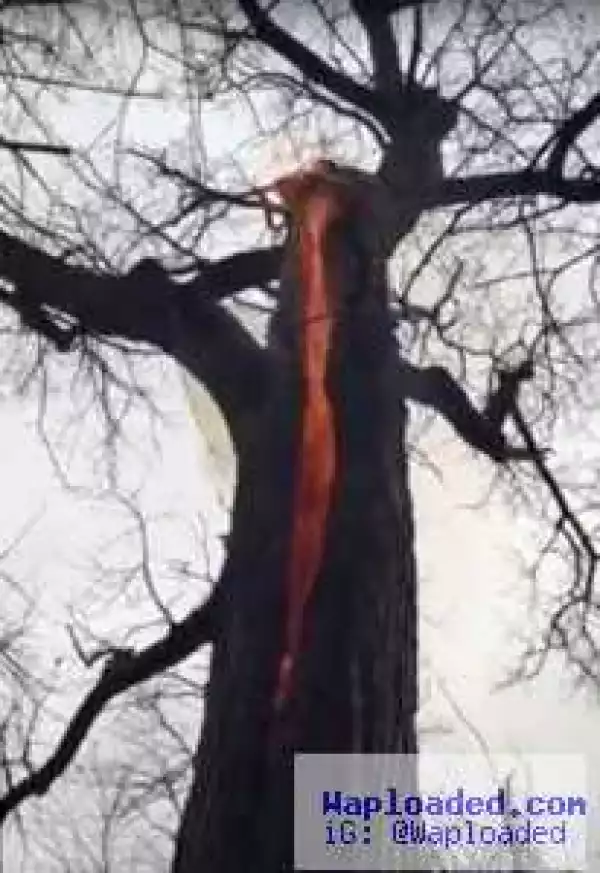 SHOCKING!! See ‘Devil Tree’ Burning From the Inside With No Smoke (Photos+Video)